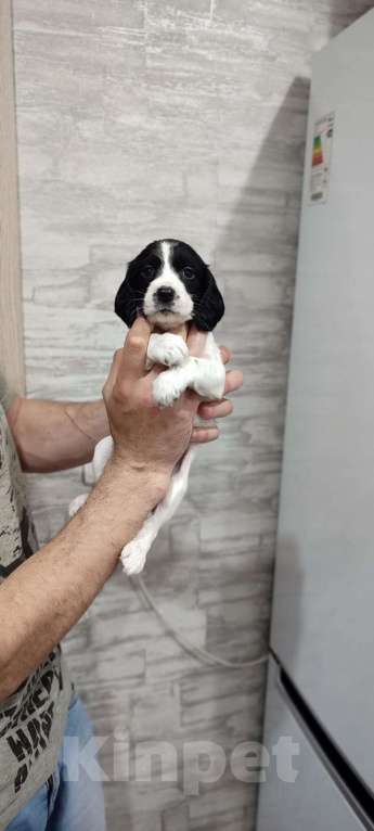 Собаки в Ельце: Продажа щенка русского охотничего спаниеля Девочка, 35 000 руб. - фото 2