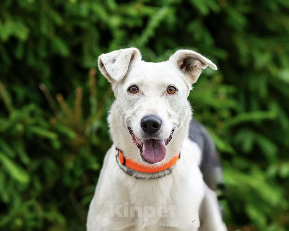 Собаки в Люберцах: Добрая и ласковая Марта 1,5 года ждет своего хозяина Девочка, Бесплатно - фото 8