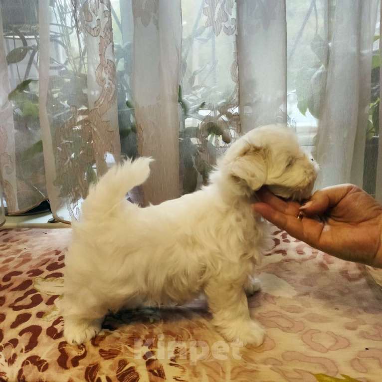 Собаки в Челябинске: МАЛЬТЕЗЕ МАЛЬЧИК 2 МЕС С ДОКУМЕНТАМИ РКФ Мальчик, 40 000 руб. - фото 3