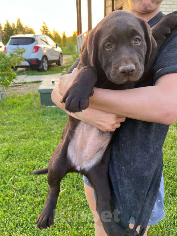 Собаки в Ярославле: Продаются щенки лабрадора-ретривера шоколадного окраса суки Девочка, 65 000 руб. - фото 3