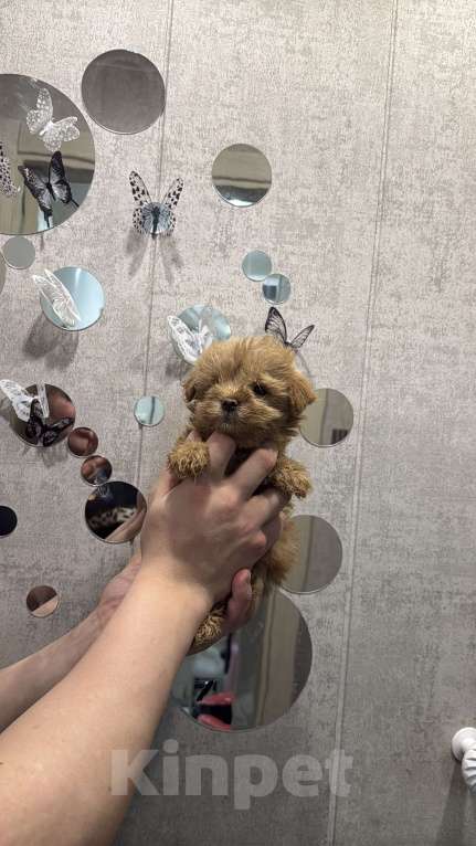 Собаки в Казани: Мальтипу F1  Девочка, Бесплатно - фото 3