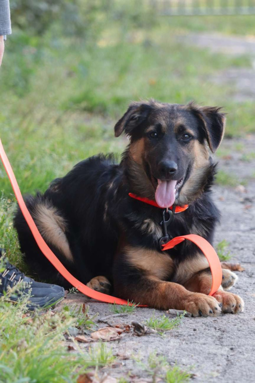 Собаки в Москве: Вилли Мальчик, Бесплатно - фото 3