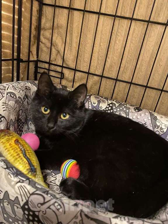 Кошки в Москве: 6 мес черная красавица Багира ищет дом! Девочка, Бесплатно - фото 4