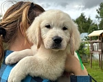 Собаки в других городах Ленинградской области: Золотистый ретривер Мальчик, 90 000 руб. - фото 4