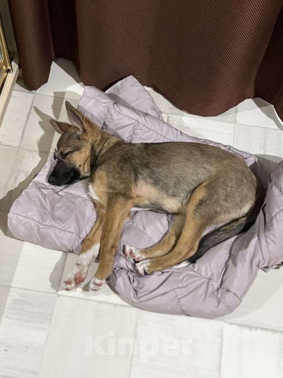 Собаки в Уфе: Ласковая девочка ищет дом❤️ Девочка, Бесплатно - фото 2