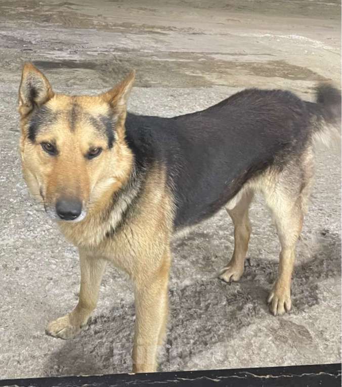Собаки в Сургуте: СРОЧНО! ВАЖНО! Мальчик, 10 000 руб. - фото 2
