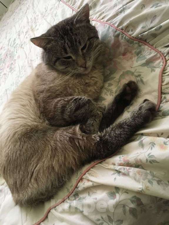 Кошки в Королеве: Ищу Кота  Мальчик, 5 000 руб. - фото 3