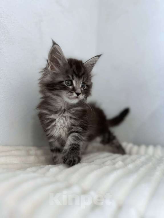 Кошки в Москве: Мейн-кун котенок NS Мальчик, 80 000 руб. - фото 4