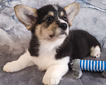 Собаки в других городах Краснодарского края: Очаровашки коржики Мальчик, 35 000 руб. - фото 2