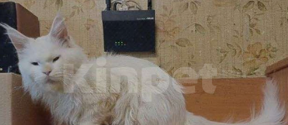 Кошки в Москве: Мейн-кун мальчик в поисках добросовестных хозяев Мальчик, 35 000 руб. - фото 1