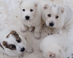 Собаки в Ногинске: Чистокровные щенки среднеазиатской овчарки к продаже Мальчик, Бесплатно - фото 3