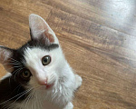 Кошки в Москве: Самый очаровательный черно-белый Мальчик, Бесплатно - фото 1