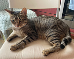 Кошки в Москве: Котик ждёт человека Мальчик, Бесплатно - фото 4