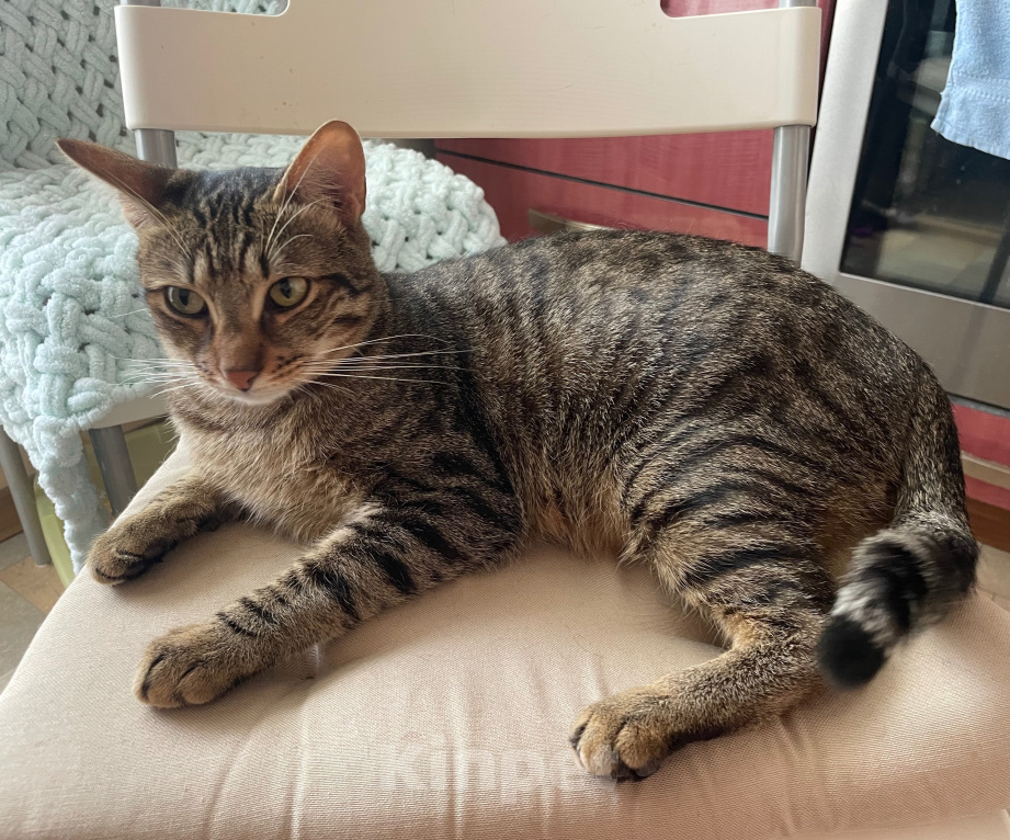 Кошки в Москве: Котик ждёт человека Мальчик, Бесплатно - фото 4