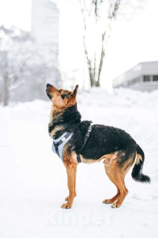 Собаки в Москве: Уникальный Шурик ищет дом Мальчик, Бесплатно - фото 5