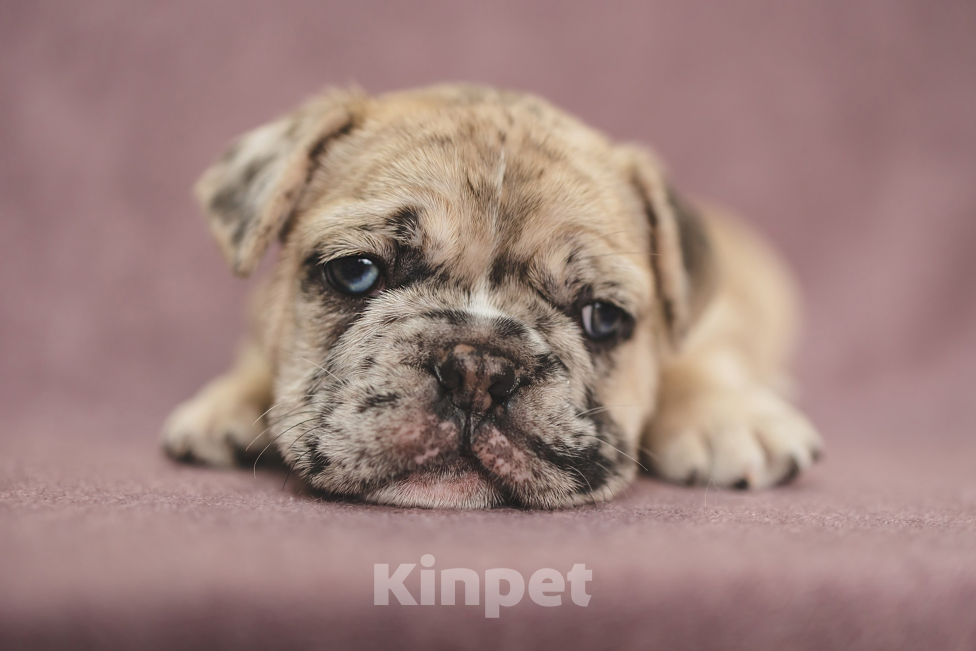 Собаки в Москве: Плюшевый малыш французский бульдог  Мальчик, 150 000 руб. - фото 1