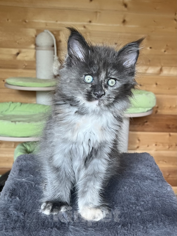 Кошки в других городах Московской области: Котята Девочка, 50 000 руб. - фото 3