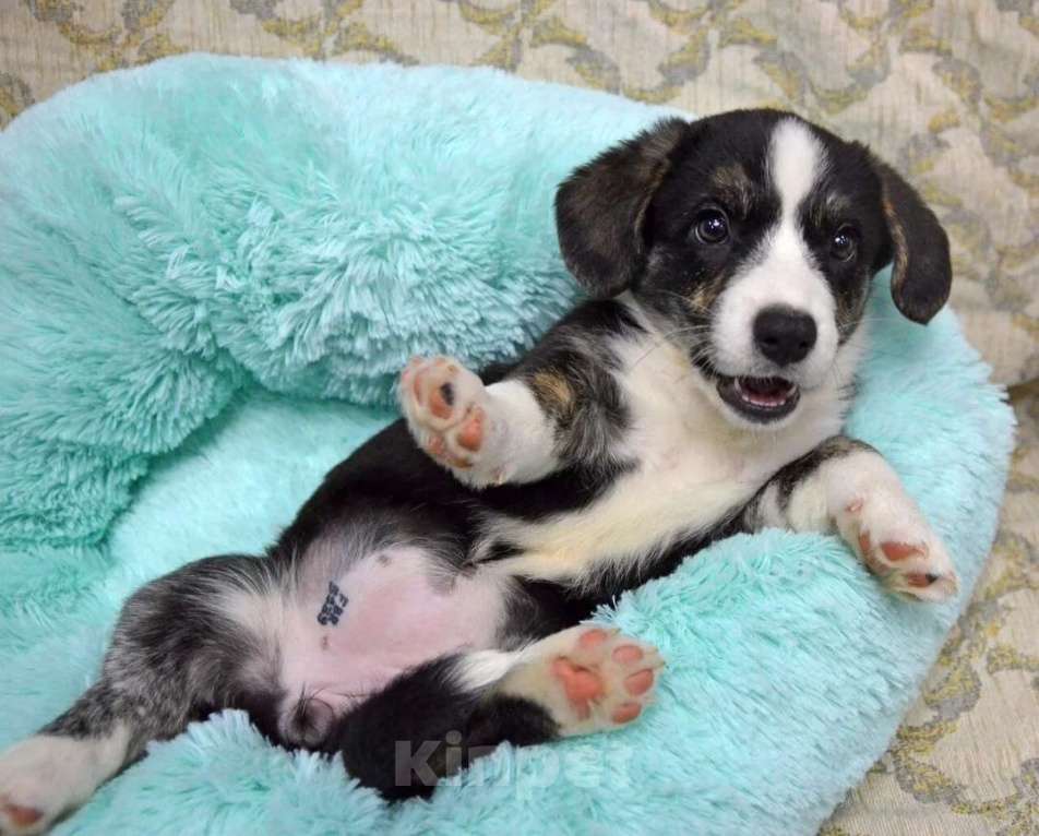 Собаки в Москве: Мэдисон Вельш-корги-кардиган  Девочка, 40 000 руб. - фото 4