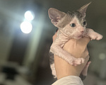 Кошки в Гуково: Котенок сфинкс Девочка, 7 500 руб. - фото 2