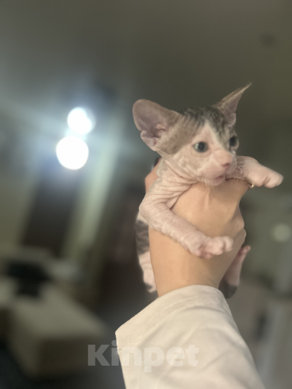 Кошки в Гуково: Котенок сфинкс Девочка, 7 500 руб. - фото 2