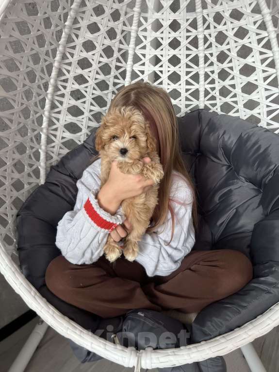 Собаки в Гатчине: Мальтипу Девочка, 80 000 руб. - фото 5