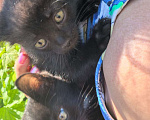 Кошки в Оренбурге: Котёнок черный Девочка, Бесплатно - фото 4