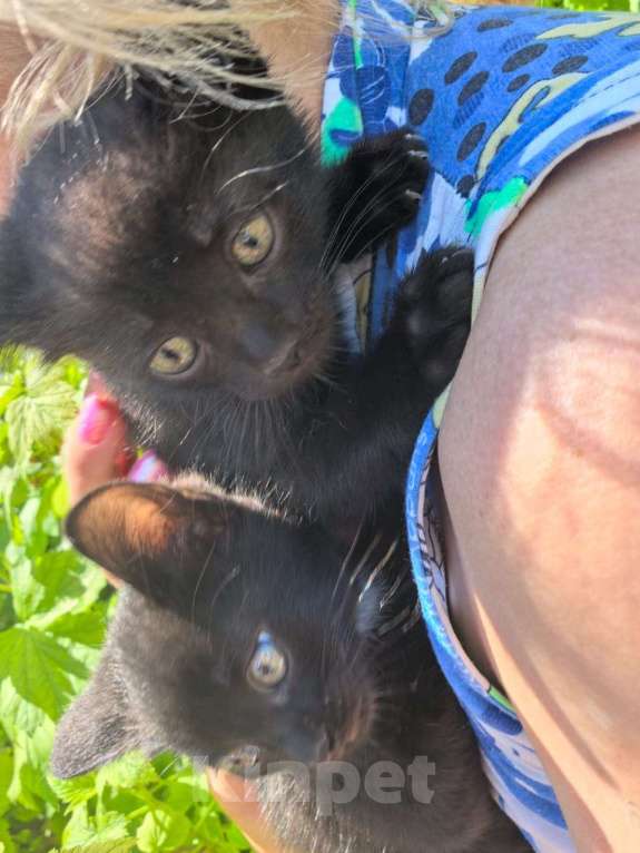 Кошки в Оренбурге: Котёнок черный Девочка, Бесплатно - фото 4