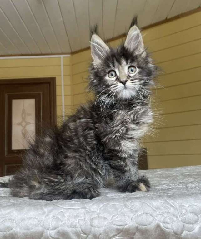 Кошки в Москве: Мейн-кун полидакт девчушка🔥 Девочка, 90 000 руб. - фото 5