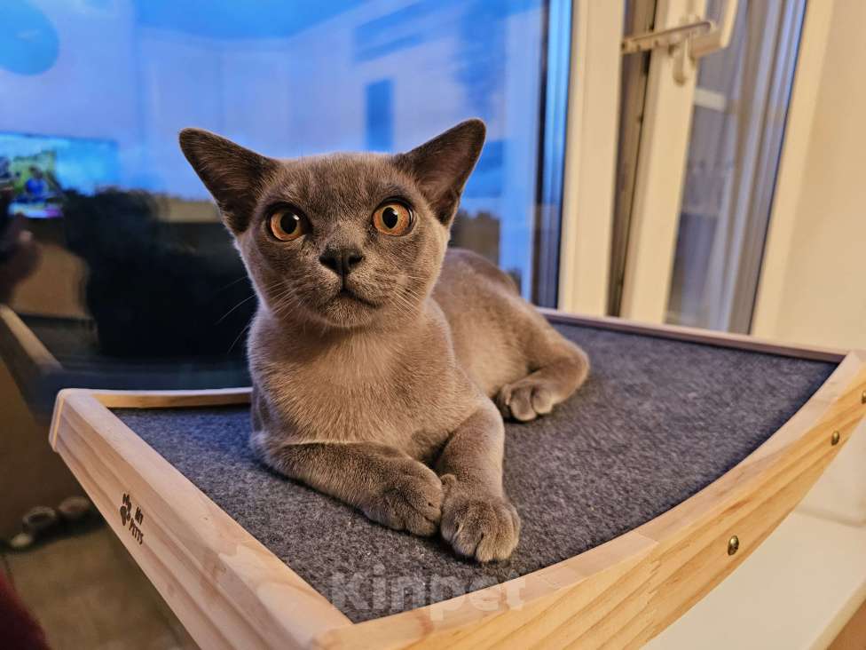 Кошки в Москве: Голубой бурманский котенок Мальчик, 1 000 руб. - фото 9