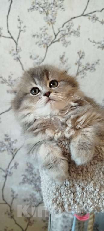 Кошки в Санкт-Петербурге: Шотландская вислоухая девочка Девочка, 20 000 руб. - фото 6