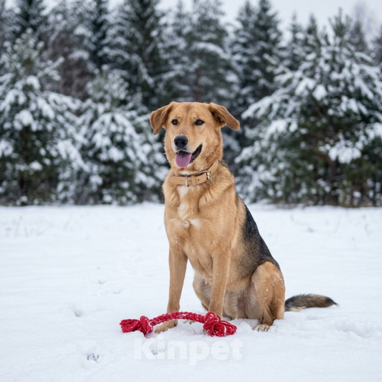 Собаки в Москве: собака Афина из приюта ищет семью Девочка, Бесплатно - фото 3