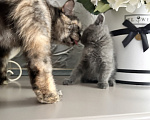 Кошки в Москве: Домашний котенок (девочка), метис породы шотландская прямоухая Девочка, Бесплатно - фото 10