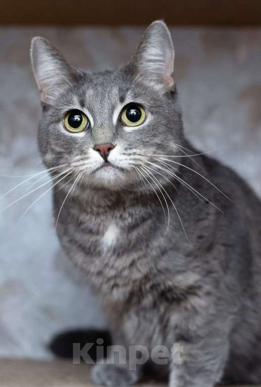 Кошки в Москве: Голубая кошка Мася в добрые руки Девочка, 10 руб. - фото 4