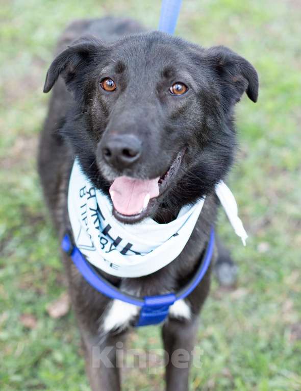 Собаки в Москве: Мишка, последний щенок из помета Мальчик, Бесплатно - фото 2