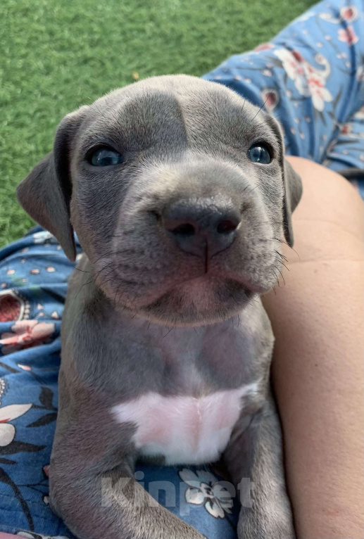 Собаки в Санкт-Петербурге: Милый щенок Прайтер Мальчик, 55 000 руб. - фото 2