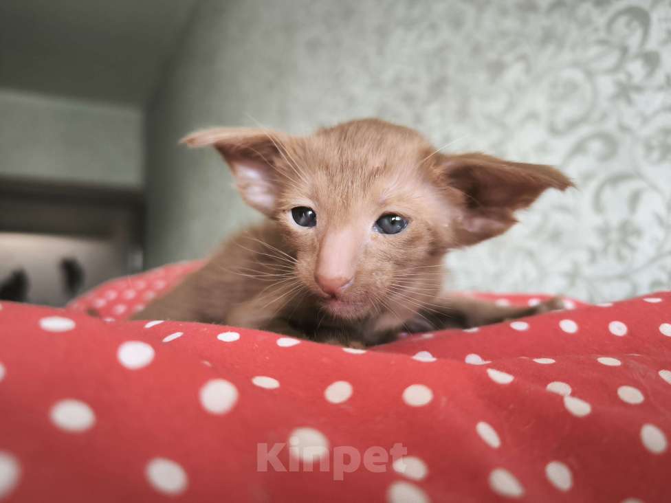 Кошки в Москве: Ориентальных экстремальные котята в Москве Мальчик, Бесплатно - фото 4