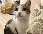 Кошки в Ставрополе: Отдам по истине в добрые руки  Девочка, Бесплатно - фото 4