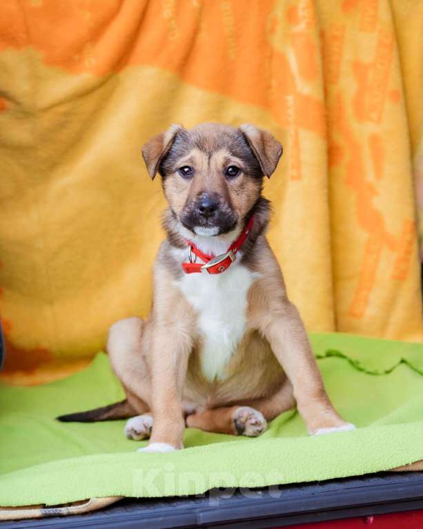 Собаки в Москве: Щенки в приюте срочно ищут дом Девочка, Бесплатно - фото 5