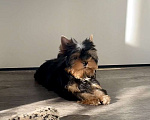 Собаки в Иркутске: Кукольные щеночки йорков Мальчик, 75 000 руб. - фото 2