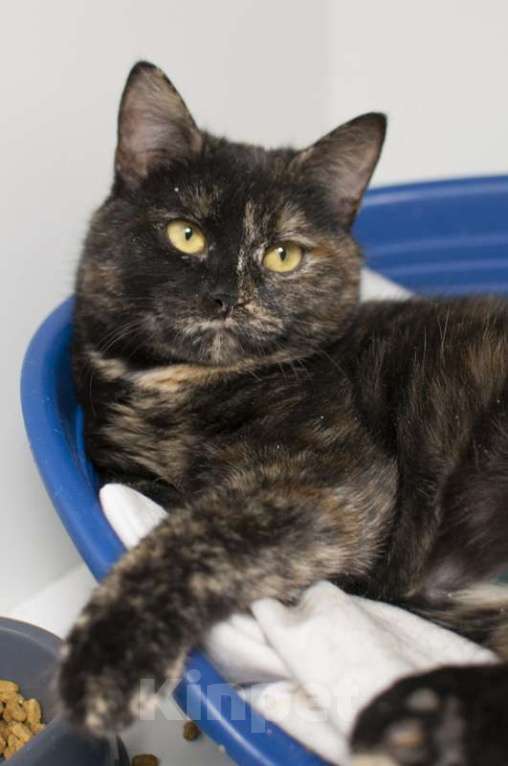 Кошки в Москве: Британские кошки химеры Тося и Тася в добрые руки Девочка, Бесплатно - фото 7