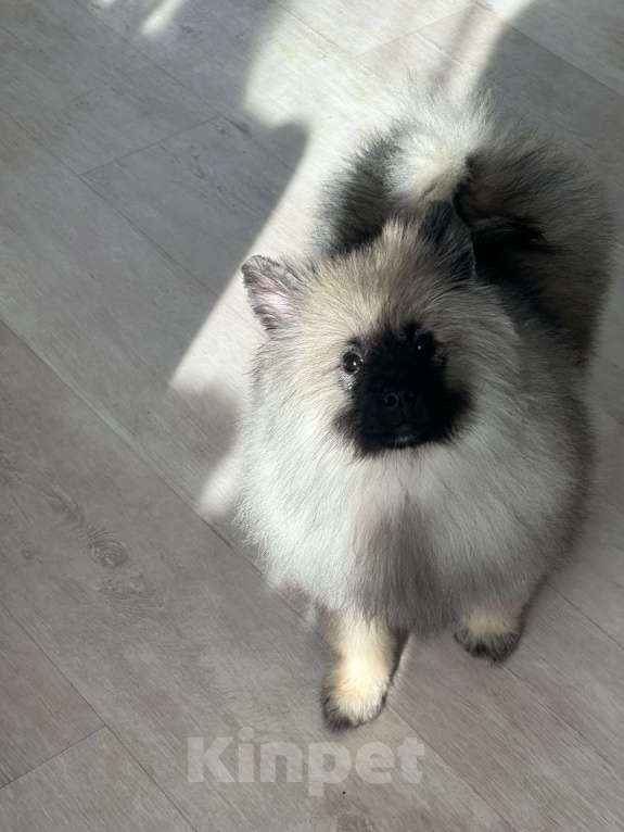 Собаки в Москве: Вольфшпиц КЕЕСХОНД Девочка, 100 000 руб. - фото 10