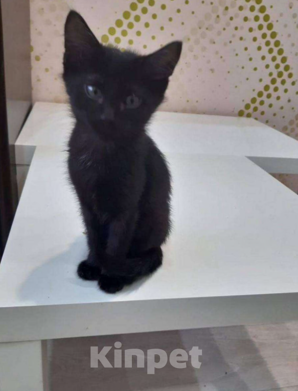 Кошки в Уфе: Отдам котят в добрые руки Мальчик, Бесплатно - фото 1