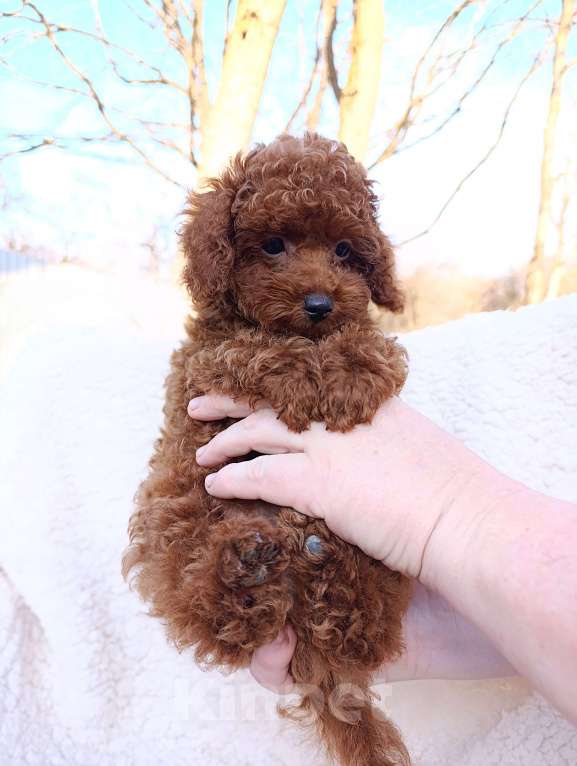 Собаки в Санкт-Петербурге: Щенок той‑пуделя тикап редбраун, СПб. 3 мес., с чипом и прививками! Мальчик, Бесплатно - фото 7