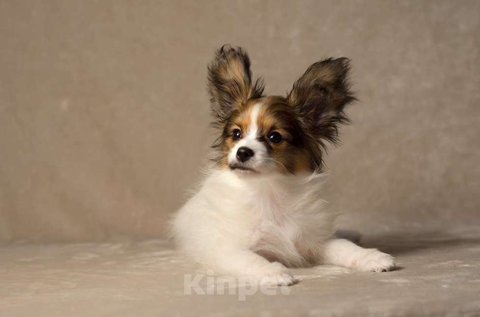 Собаки в Москве: щенок кобель Папийона (папильона) Мальчик, 80 000 руб. - фото 2