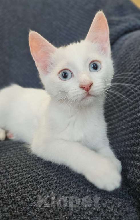 Кошки в Москве: Безумно красивый котенок Жасмин в добрые руки Девочка, Бесплатно - фото 1