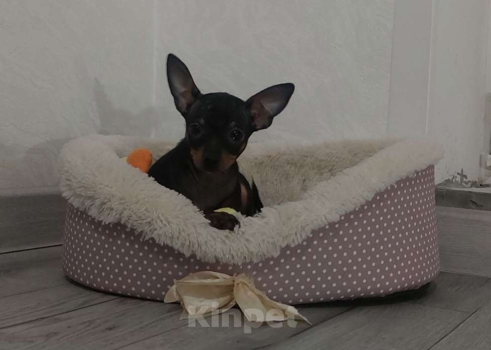 Собаки в Москве: Мальчик тоя стандартного размера Мальчик, 30 000 руб. - фото 1