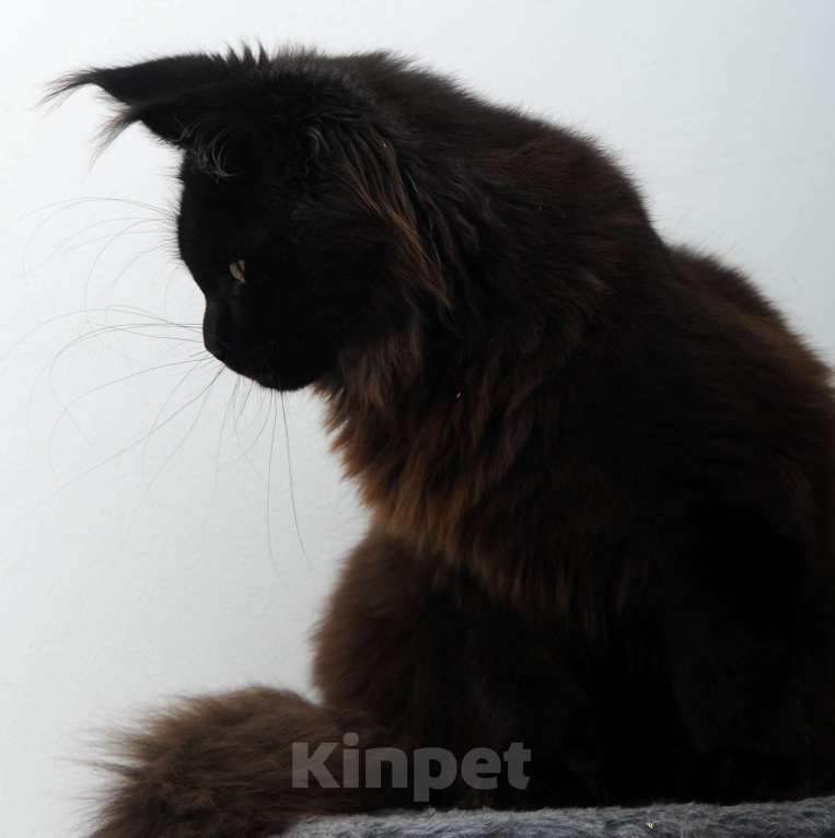 Кошки в Москве: Чёрный котенок мейн-кун  Мальчик, 45 000 руб. - фото 8