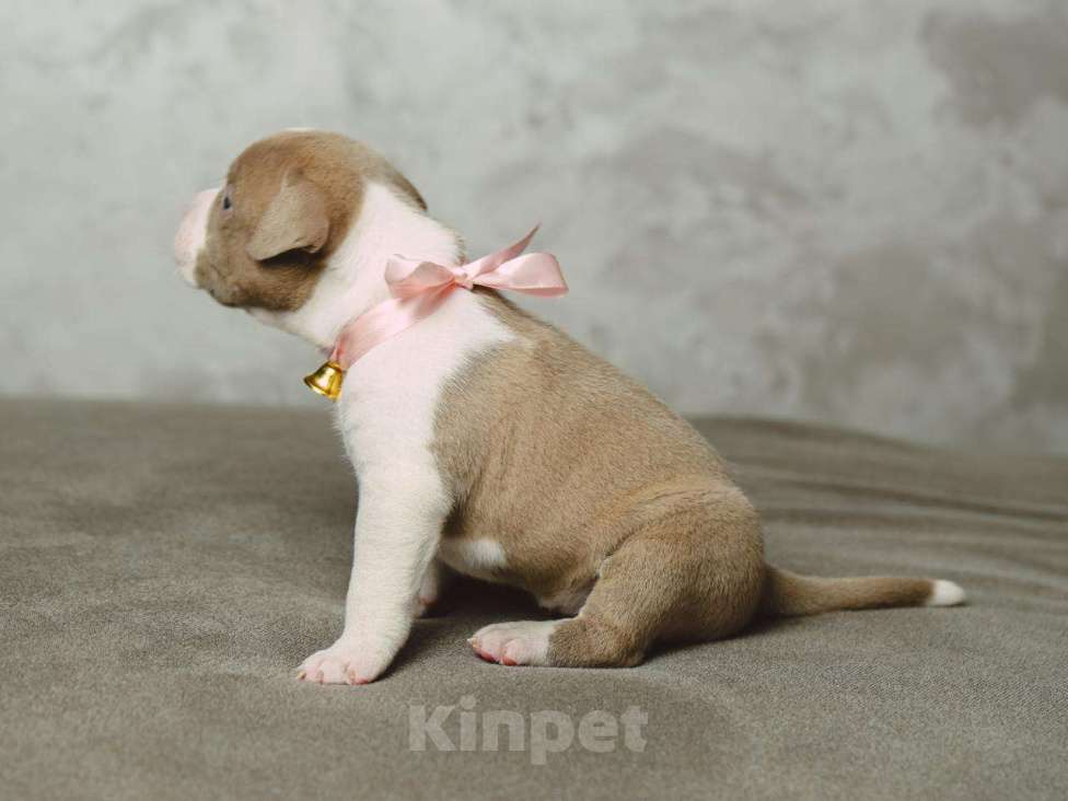 Собаки в Сургуте: Щенки Американского булли  Девочка, 60 000 руб. - фото 2