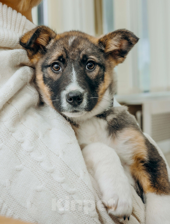 Собаки в Москве: Щенки бесплатно в Москве Девочка, Бесплатно - фото 6