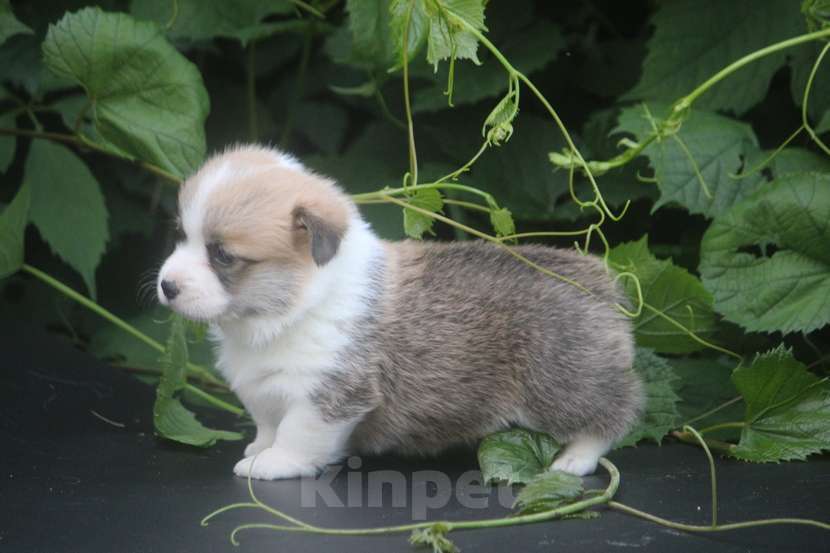 Собаки в других городах Московской области: Гуль-Дара Жулиан Мальчик, Бесплатно - фото 4